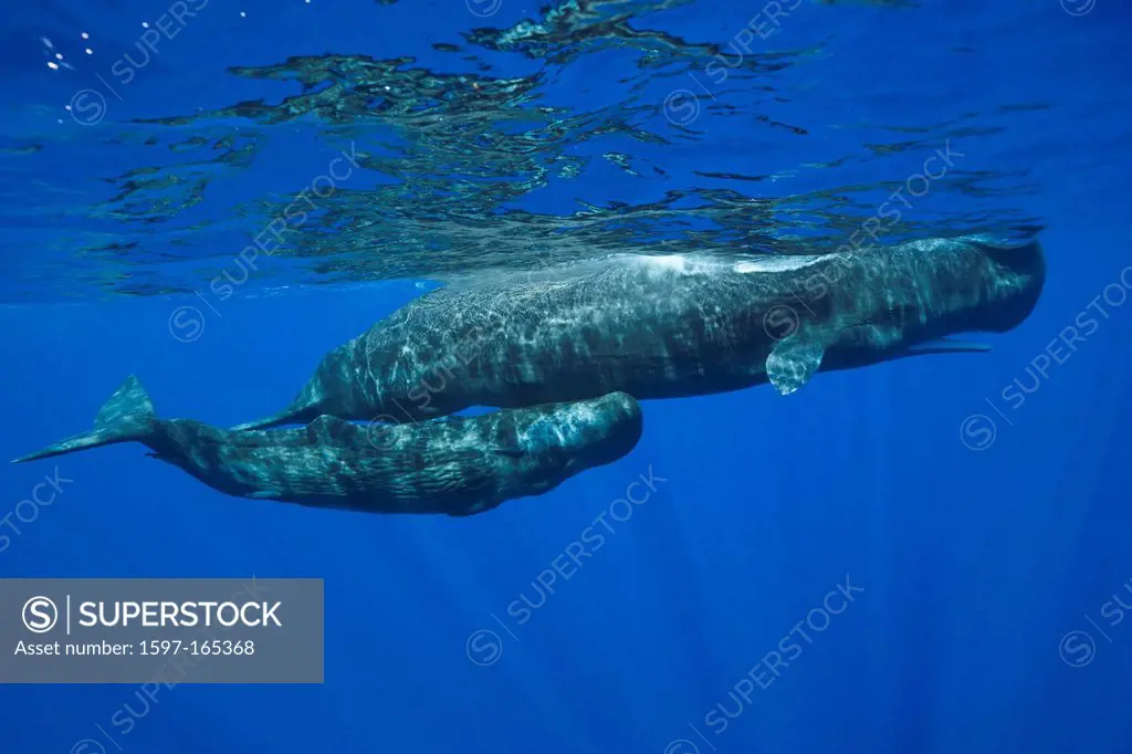 Sperm Whale Mother and Calf, Physeter macrocephalus, Caribbean Sea, Dominica