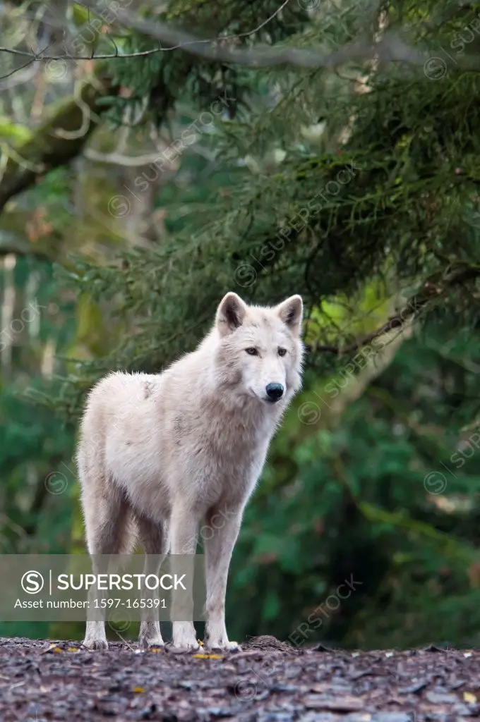 white wolf, canis lupus, wolf, animal, USA, United States, America, forest