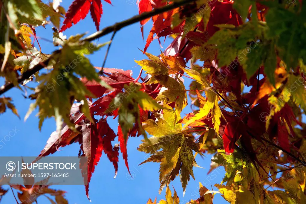 Fall, maple, color, fall, yellow, red, leaves, discoloration, fall colors, trees, nature,