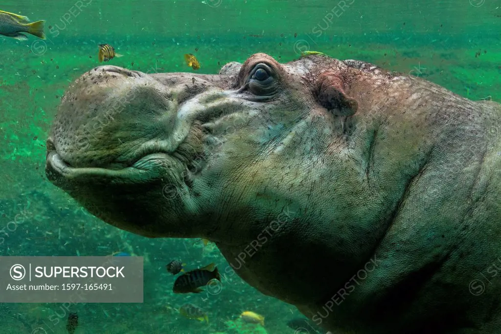 hippopotamus, hippo, hippopotamus amphibius, head, water, animal, underwater