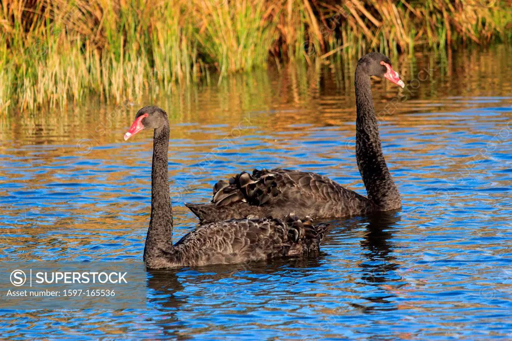 Australia, Ballarat, Cygnus atratus, Lake Wendouree, Victoria, black swan, swan, bird,