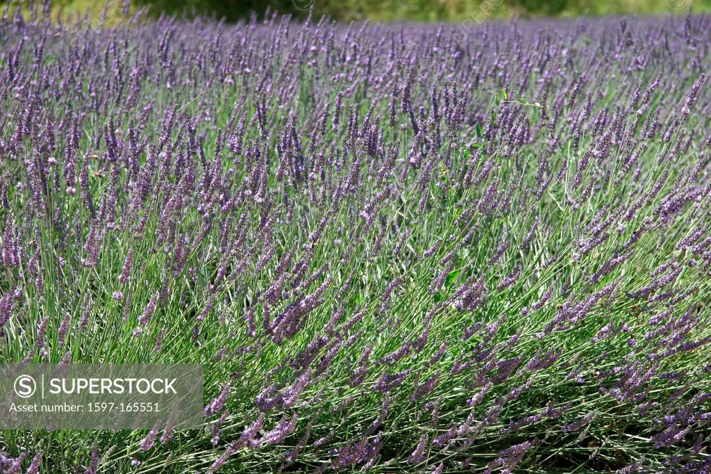 France, Europe, Provence, lavender, lavender field