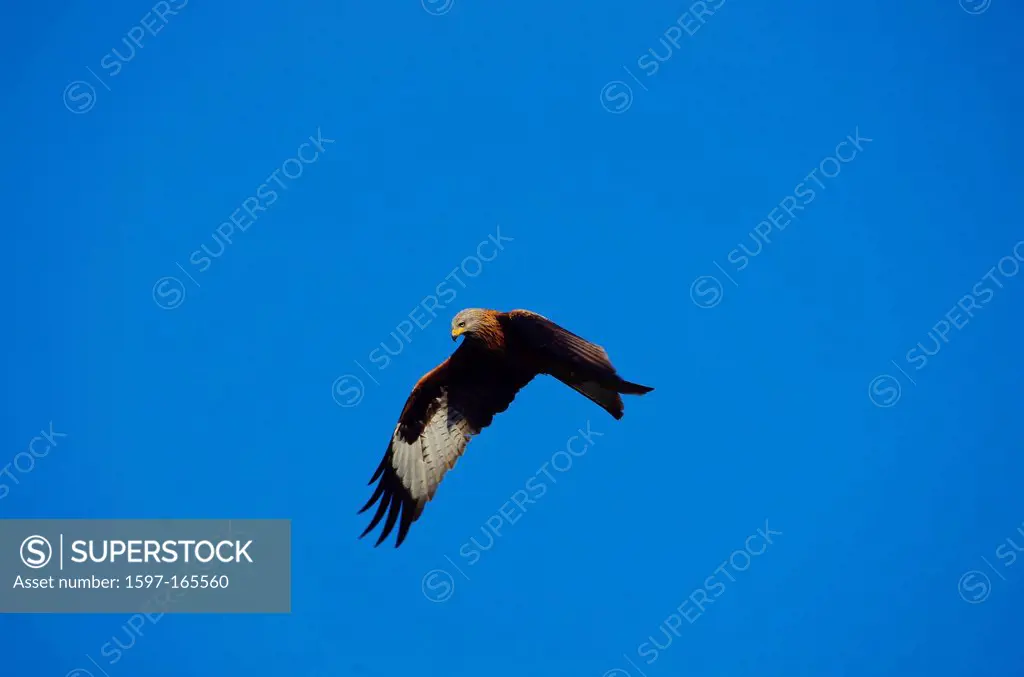 Austria, Vorarlberg, avian, birds of prey, red kite, Milvus milvus, in flight