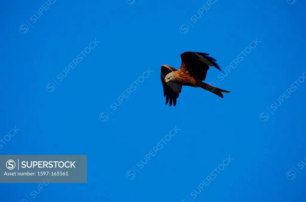 Austria, Vorarlberg, avian, birds of prey, red kite, Milvus milvus, in flight