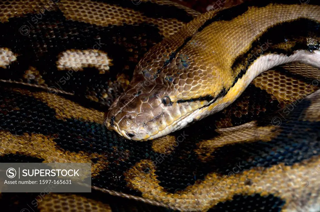 reticulated python, python reticulatus, python, animal, USA, United States, America,