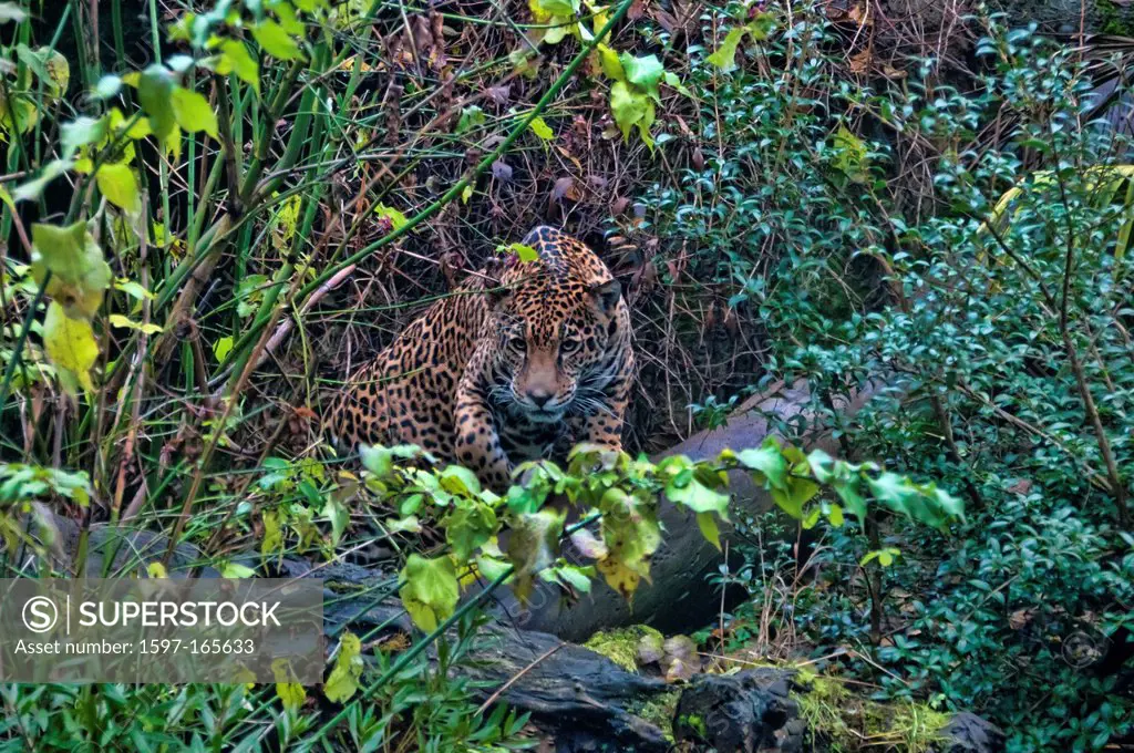 jaguar, panthera onca, animal, USA, United States, America, forest