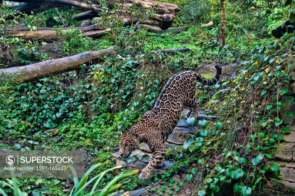 jaguar, panthera onca, animal, USA, United States, America, forest