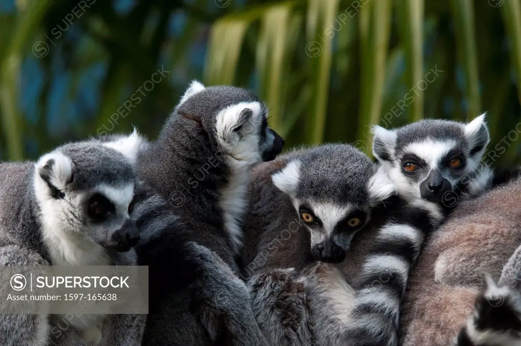 ringtail, lemurs, lemur catta, animal, USA, United States, America,
