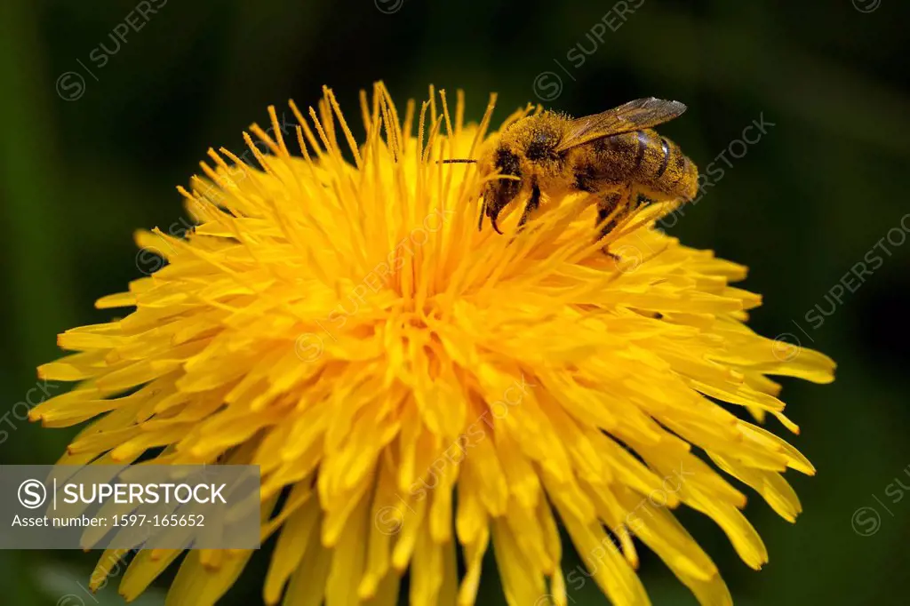 Bee, insect, insects, bees, dandelion, flower, flowers, plants, collecting honey, nectar, working, pollination, garden, meadow