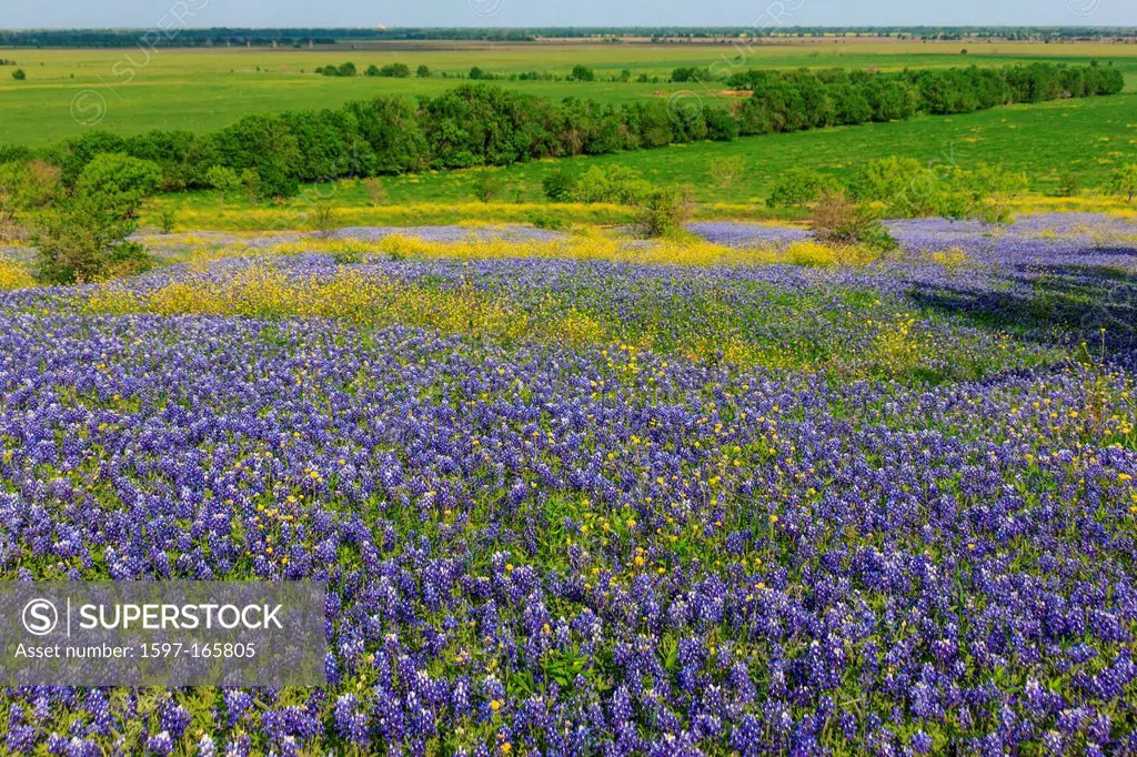 Ennis, Lupinus texensis, Texas, USA, biennial plant, bluebonnets field, spring, plants, agriculture,