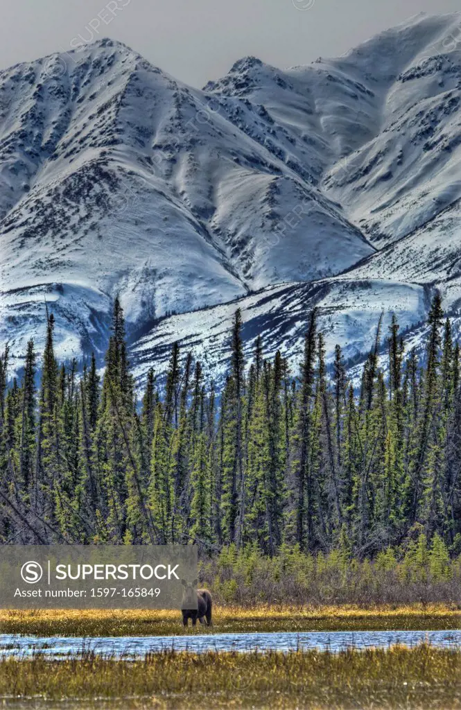 moose, kluane park, Yukon, Canada, America, landscape, mountain, forest