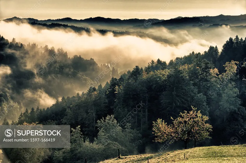 mountain forest, Emmental, autumn, fall, canton Bern, landscape, scenery, early morning fog, mist, fog patches, waft of mist, wafts of mist, morning m...