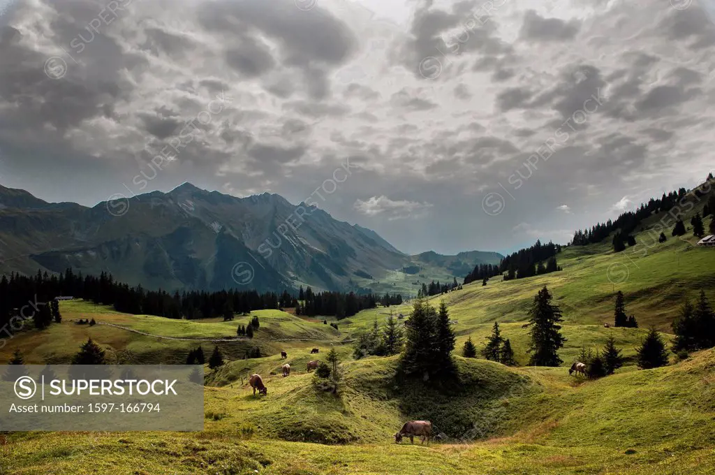 alpine farming, mountain landscape, mountainscape, mountain scenery, spruce, Central Switzerland, Glaubenbielen, autumn, fall, canton Obwalden, cattle...