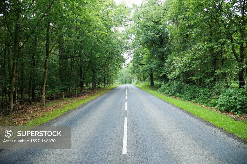 UK, United Kingdom, Europe, Great Britain, Britain, England, Hampshire, New Forest, Road, Roads, Empty Road, Trees, Forest, Woods