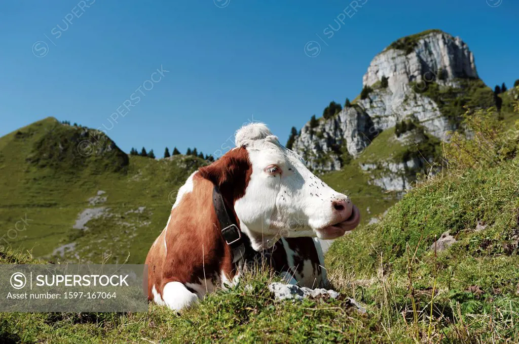 alp, Alps, alpine pasture, cow, farming, agriculture, milker, dairy cow, milk cow, dairy, dairy farming, Oberberghorn, cattle, pasture