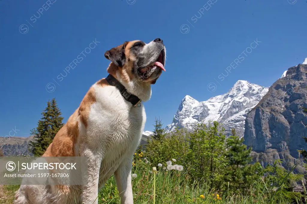Mountain, mountains, canton Bern, Bernese Alps, Switzerland, Europe, Bernese Oberland, Jungfrau, Alps, monk, Mönch, Eiger, animals, animal, dog, Mürre...