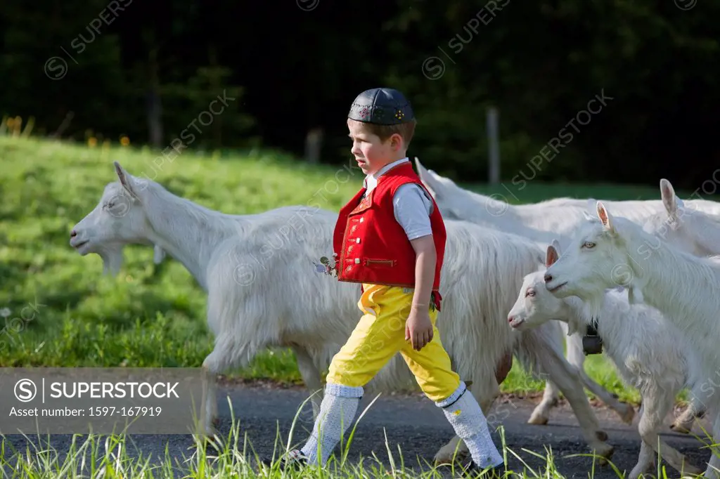 Tradition, folklore, national costumes, nanny goats, child, agriculture, animals, animal, national costumes, national costume party, canton Appenzell,...