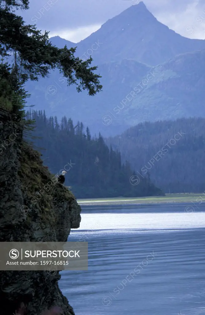 Alaska, Bald Eagle, Kachemak Bay Wilderness Lodge, USA, America, United States, Eagle, coast, sea, animal, rock, eag