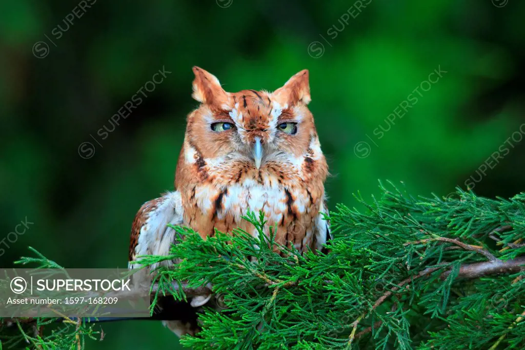 Eastern Screech Owl, owl, bird,