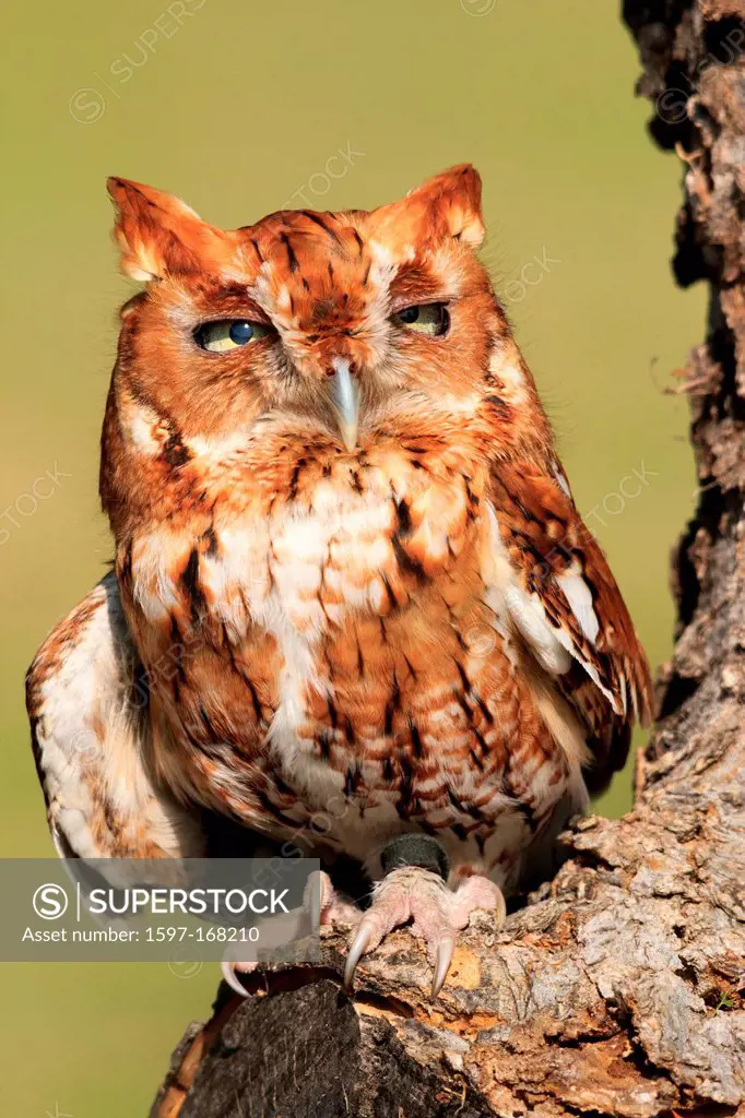 Eastern Screech Owl, owl, bird,