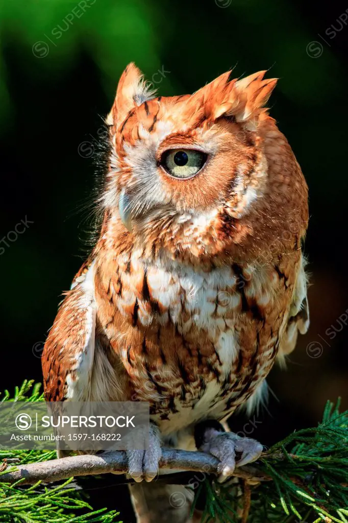 astern Screech Owl