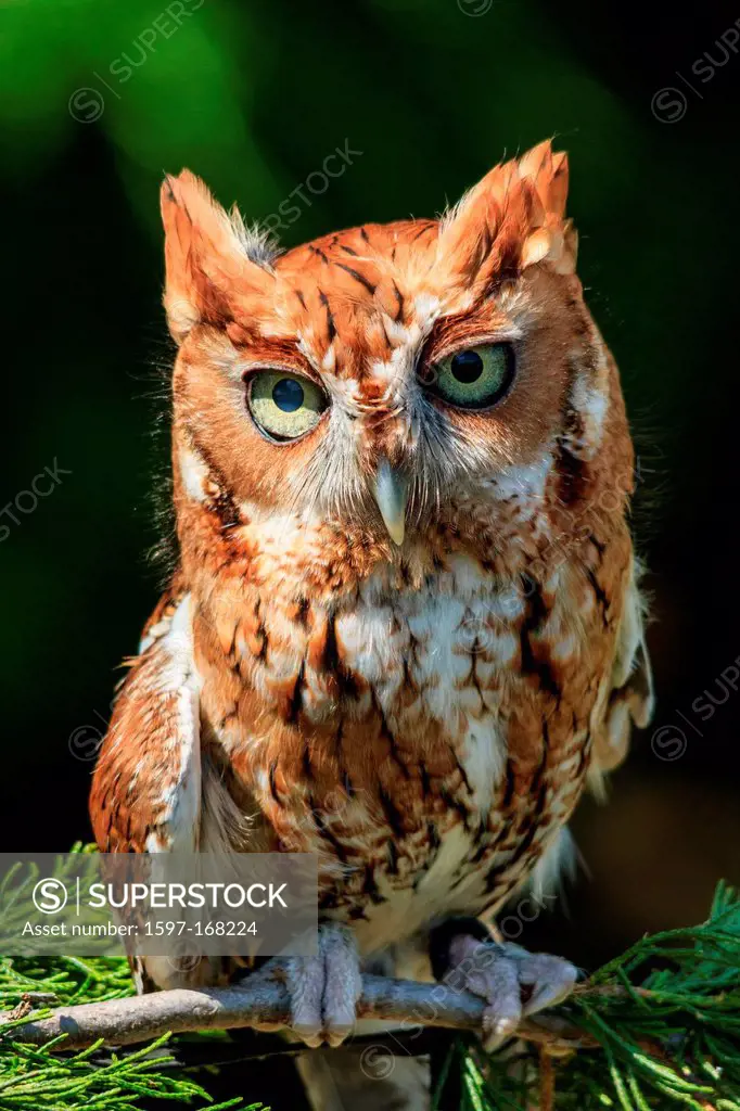 astern Screech Owl