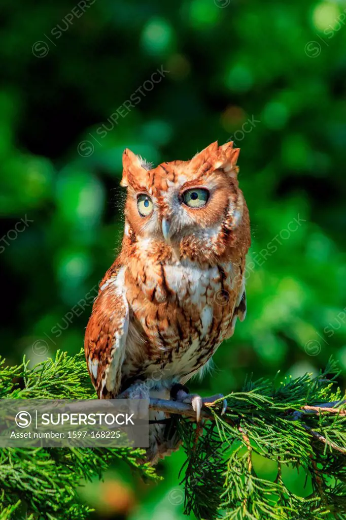 astern Screech Owl
