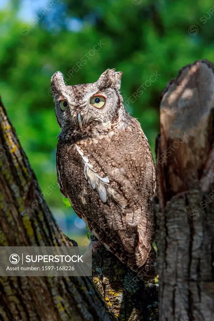 astern Screech Owl