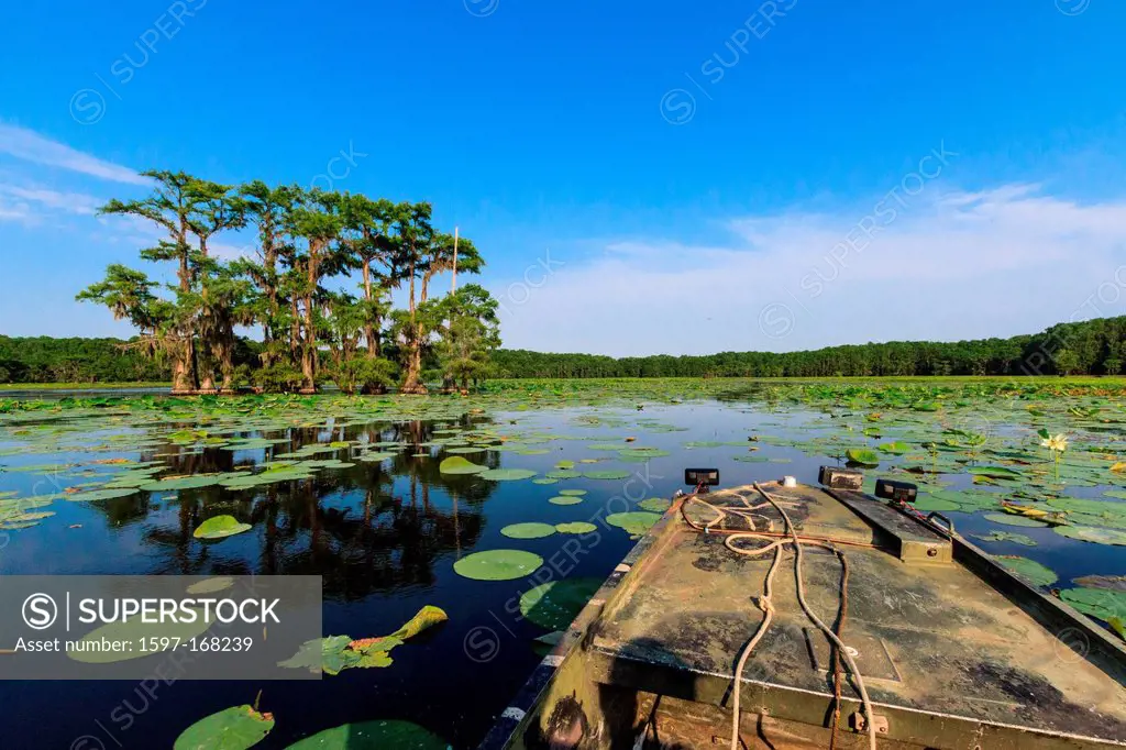 Caddo lake, Texas, USA
