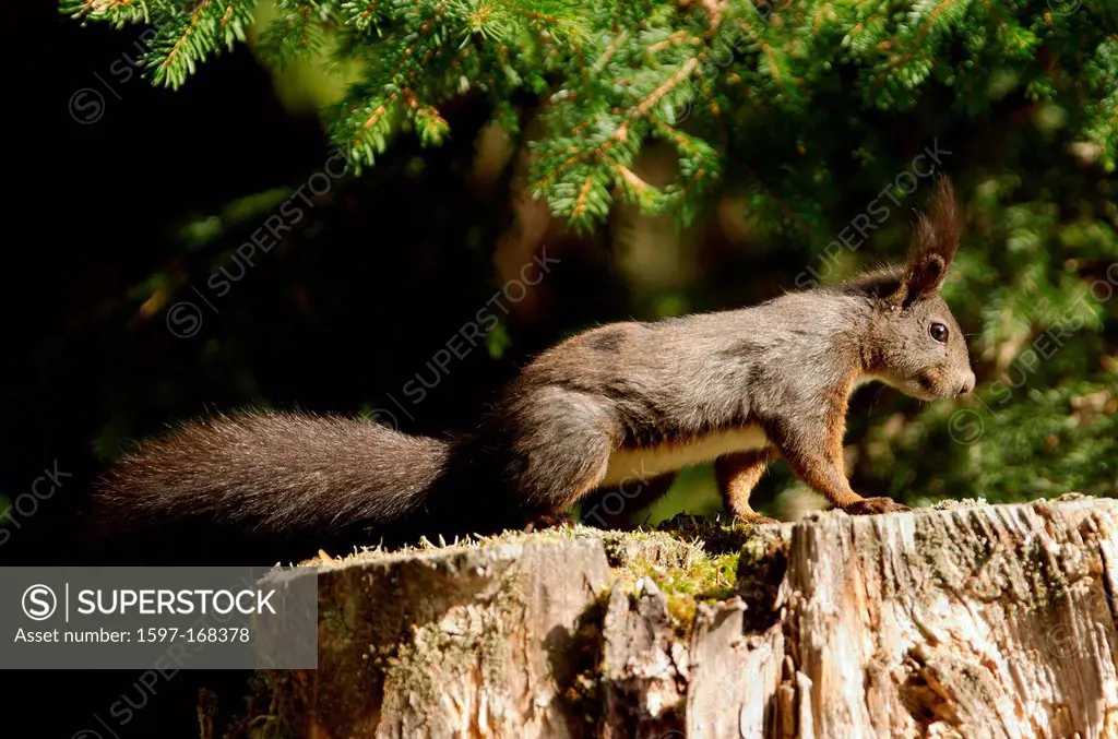 Swiss, mammal, forest, Eurasian red squirrel, Squirrel, boom spring