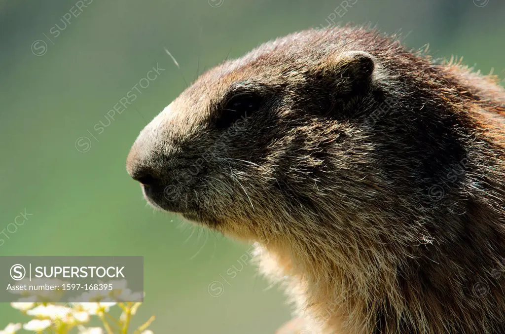 Austria, Kärnten, mamal, alps, animal, marmot, squirrel, rodent, earthwork, alps