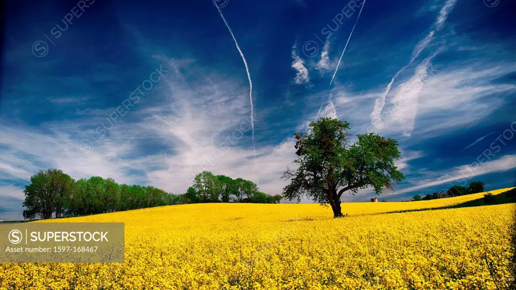 Avenches, tree, blue, Brassica napus, field, Yellow, sky, blue, canton, Vaud, agriculture, rape field, Switzerland