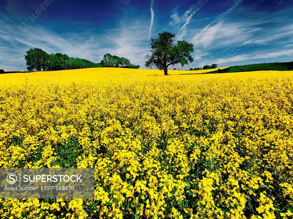 Avenches, tree, blue, Brassica napus, field, Yellow, sky, blue, canton, Vaud, agriculture, rape field, Switzerland