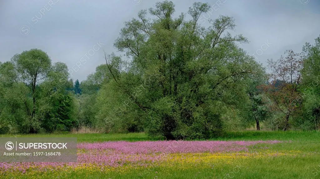Meadow, Pasture, alluvial forest, blossom, spring, Hasplen, canton, Zug, ragged robin, Maschwanden, Allmend, wet meadow, nature, Reusstal, Switzerland...