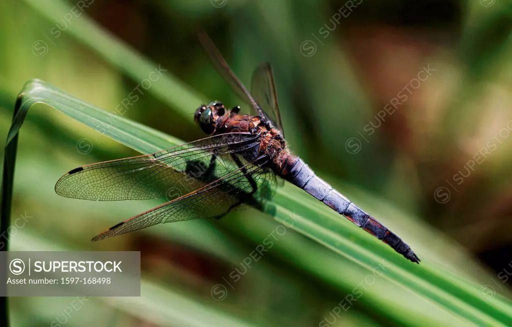 Fauna, big, great, blue arrow, Inkwilersee, insects, canton, Solothurn, dragonflies, nature, Orthetrum cancellatum, Switzerland, Europe, lake, pond, i...