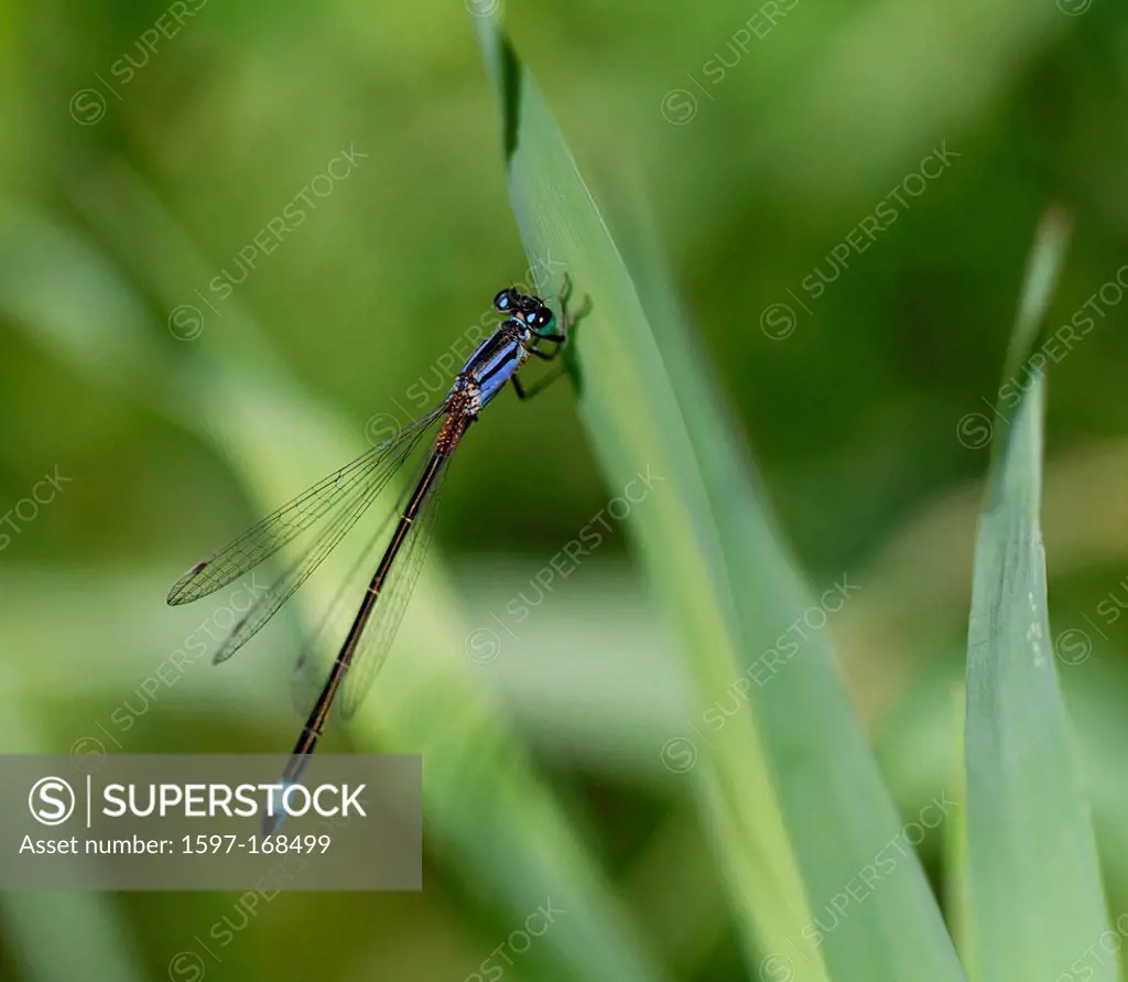 Fauna, blue_tailed damselfly, Inkwilersee, insects, Ischnura elegans, canton, Solothurn, small dragonfly, dragonflies, bad luck dragonfly, Switzerland...