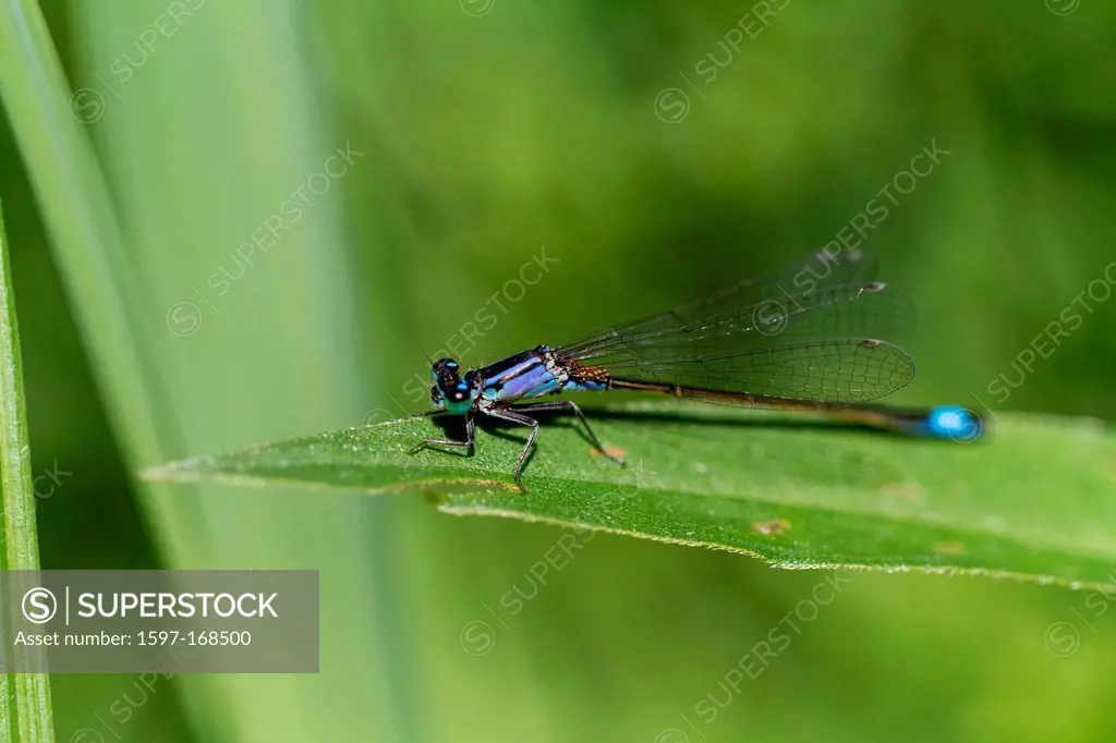Fauna, blue_tailed damselfly, Inkwilersee, insects, Ischnura elegans, canton, Solothurn, small dragonfly, dragonflies, bad luck dragonfly, Switzerland...