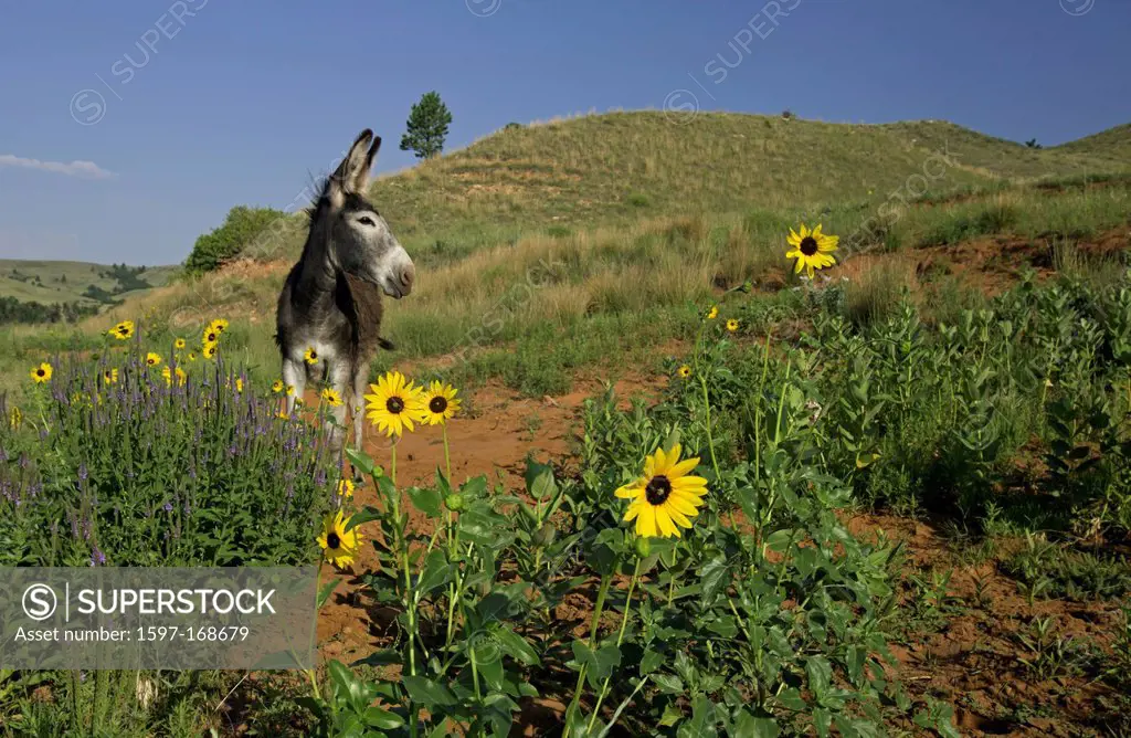 USA, United States, America, Burro, South Dakota, prairie, interaction, grass, grassland, grasslands, wild, donkey, mule, sunflower