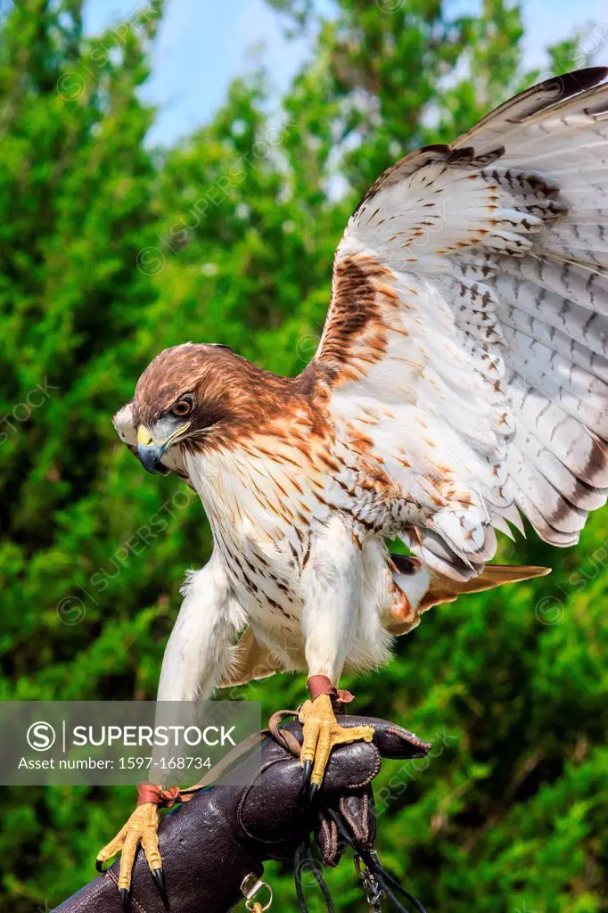 Red_tailed Hawk