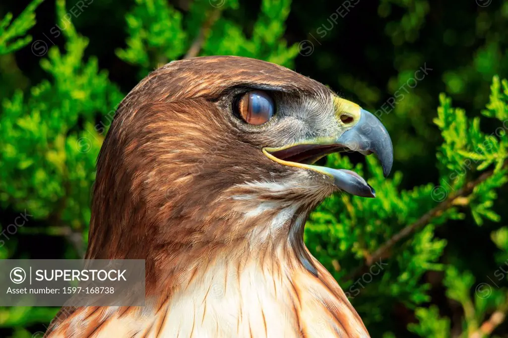 Red_tailed Hawk