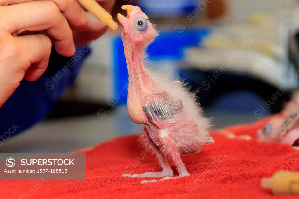 baby Cockatiel