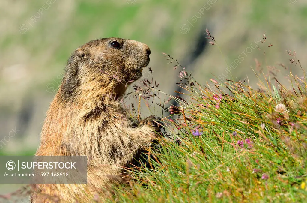 Austria, Kärnten, mamal, alps, animal, marmot, squirrel, rodent, earthwork, alps