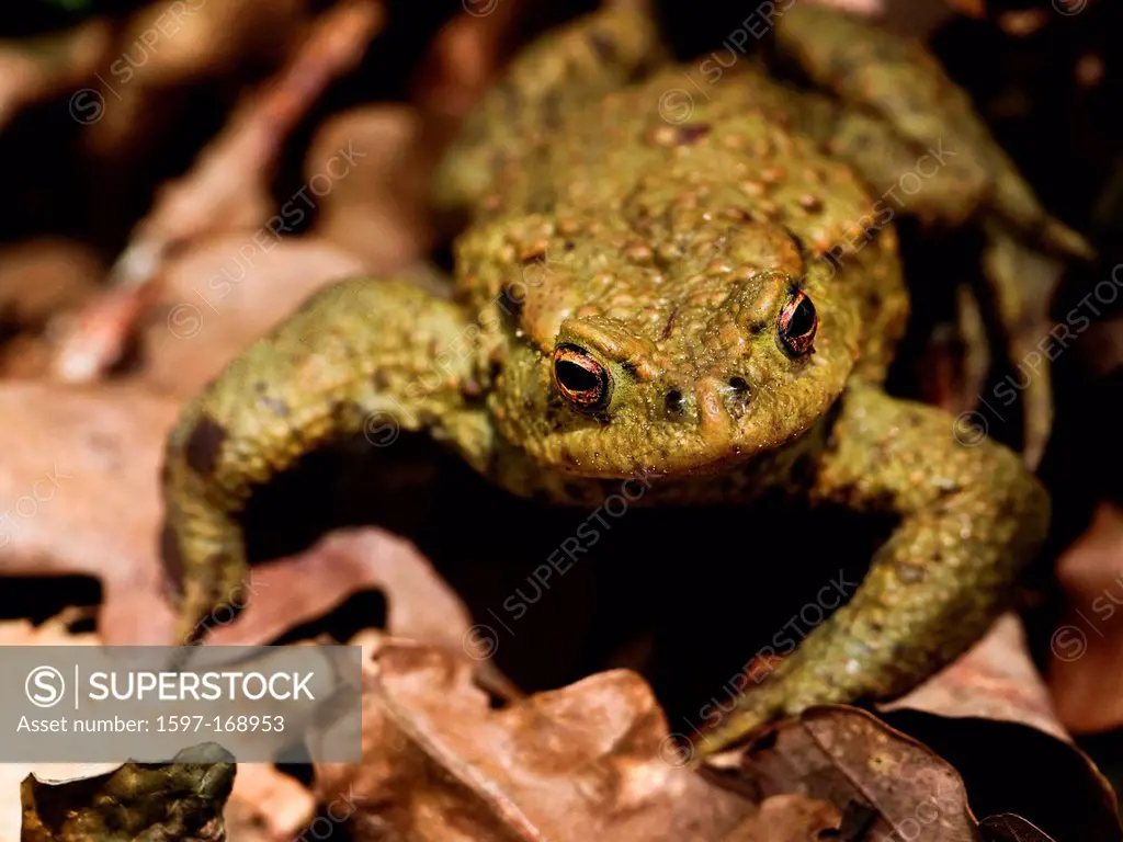 Amphibians, Bufo bufo, Burgdorf, toad, common toad, fauna, frog, frogs, canton, Bern, toad, Amphibians, nature, Switzerland, Europe, animal, animal wo...