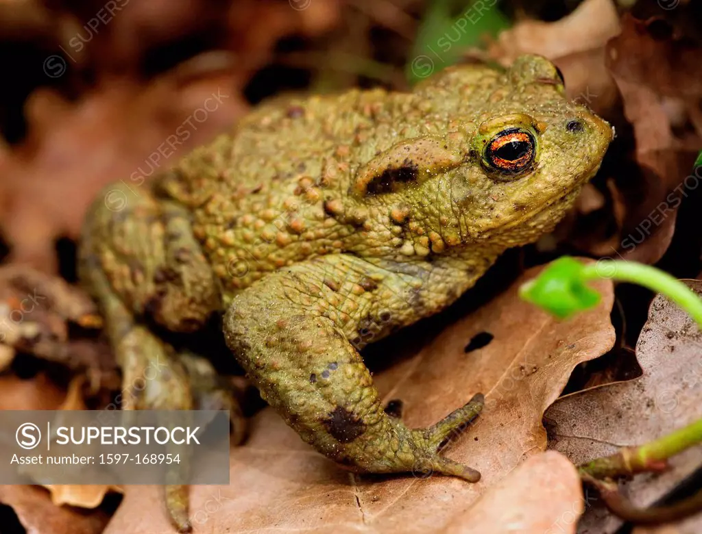 Amphibians, Bufo bufo, Burgdorf, toad, common toad, fauna, frog, frogs, canton, Bern, toad, Amphibians, nature, Switzerland, Europe, animal, animal wo...