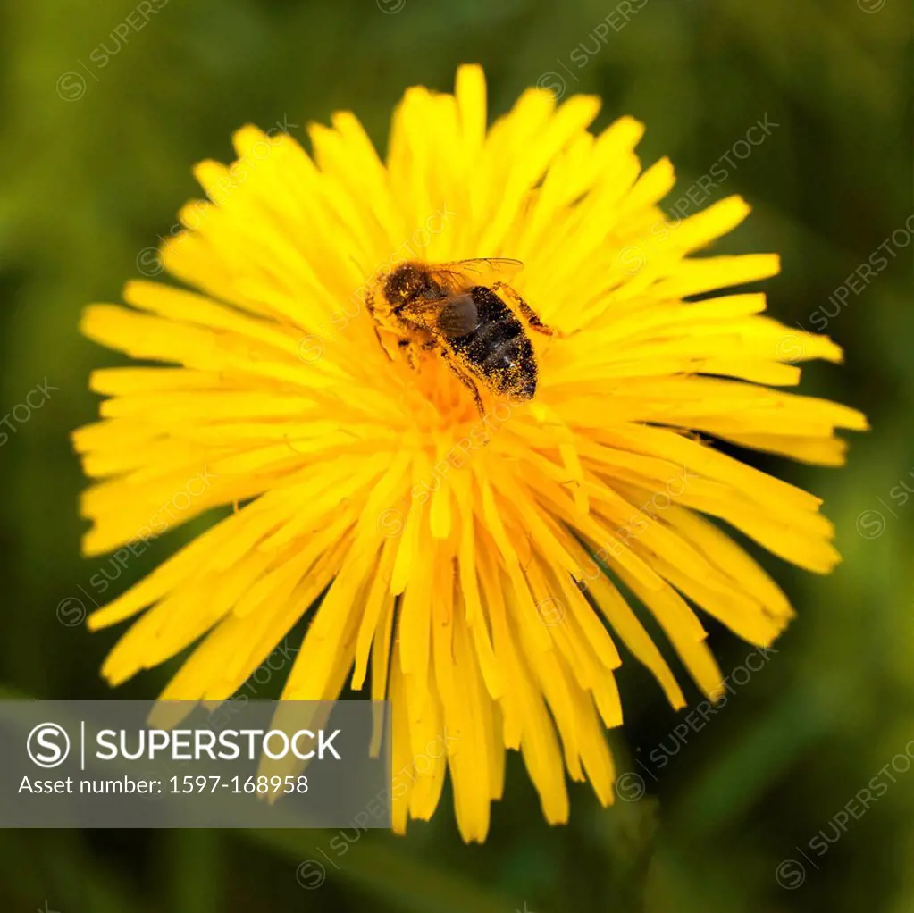 Asteraceae, bee, flower, blossom, Burgdorf, Yellow, honeybee, canton, Bern, dandelion, nature, Switzerland, Europe, Taraxacum officinale