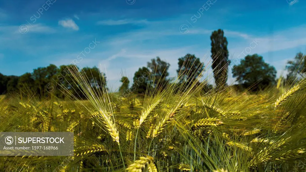 Field, agriculture, field, feed barley, barley, barley field, grain, grain_field, cornfield, grass, Hordeum vulgare, canton, Bern, grain, grain field,...