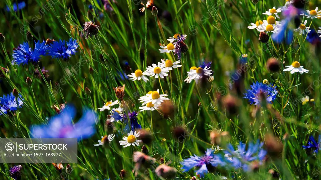 Blue, Centaurea cyanus, flora, camomile, canton, Bern, cornflower, agriculture, Matricaria chamomilla, Niederösch, Ruderal, flora, Switzerland, Europe...
