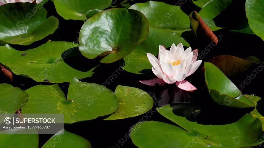 Biotope, flower, blossom, Burgdorf, garden pond, canton, Bern, Nympaea alba, Switzerland, Europe, swimming, leaves, water lily, marshy blossom, pond, ...