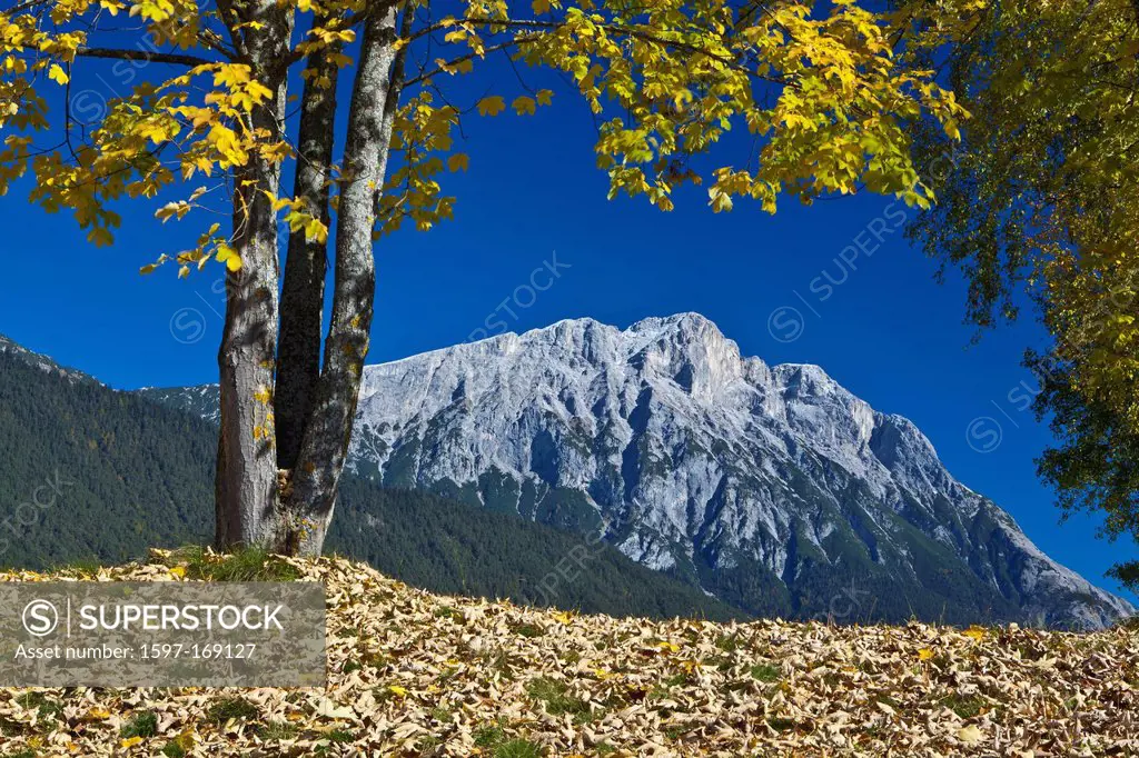 Austria, Europe, Tyrol, Tirol, Mieming, chain, plateau, Wildermieming, maple tree, autumn, leaves, maple leaves, ground, bottom, autumn foliage, mount...