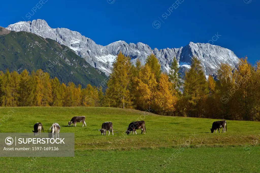 Austria, Europe, Tyrol, Tirol, Mieming, chain, plateau, Obsteig, meadow, pasture, willow, cattle, breeding, cattle breeding, cattle, calves, brown cat...